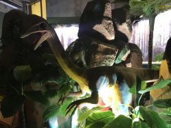 -恐龙探索乐园(磁器口店)