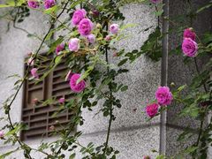 -龙华寺
