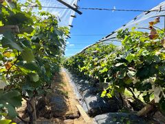 -马陆小张葡萄园农家乐