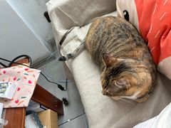 -桃园中华料理炸酱面(燕儿岛路店)