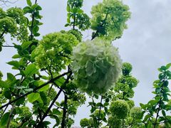 -铁山坪森林公园