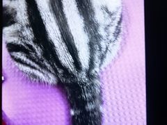 -中农国际动物医院24小时·猫科·骨科·急重症中心