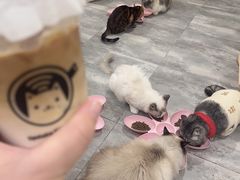 -楼上猫咖(罗湖店)