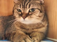 -美联众合动物医院(·中兽医·疑难杂症·严家桥分院)