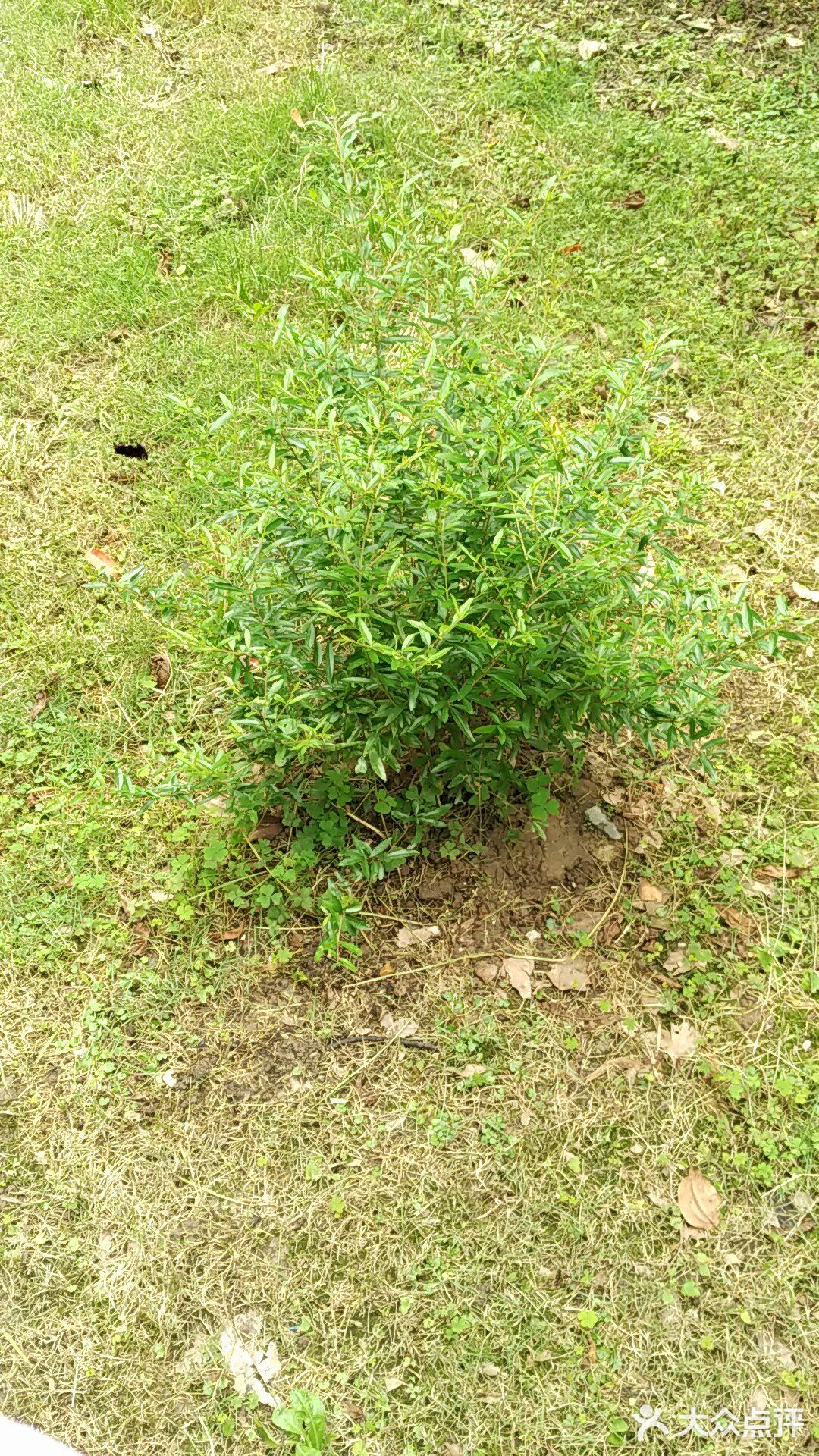 保持土壤湿润，待长到3～4寸左右就可以移植到花园里