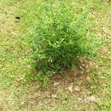保持土壤湿润，待长到3～4寸左右就可以移植到花园里