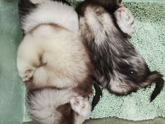 -藦茜花园宠物主题亲子互动体验馆(国顺东路店)