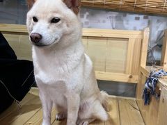 -南京Hallo宠物乐园·哈罗犬舍·柴犬繁育基地