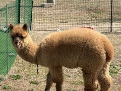 -圣露庄园·露营·烤肉·亲子