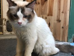 -猫色咖啡·猫咖