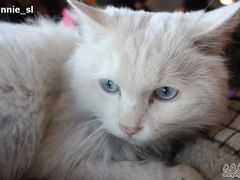 -Babycat私家御饼屋(龙头路一店)