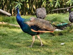 -合肥滨湖国家森林公园