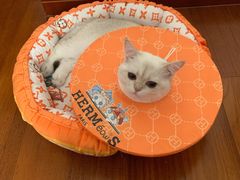 -顺强宠物诊所·狂犬免疫·夜诊·骨科(嘉定店)