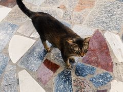 -喵屿·大理花园猫咖