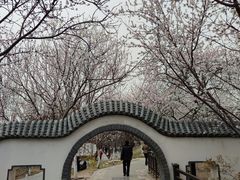 -桃花堤公园