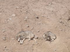 -鄂尔多斯野生动物园