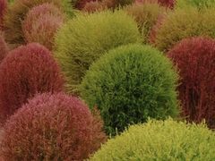 -径山花海