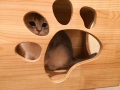 店员-喵匠猫主题咖啡(凯德和平广场店)