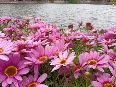 -翠湖公园