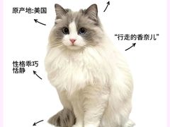 -爱侣·安琦尔宠物医院·中兽医针灸·心内科·狂犬免疫点(宝山区院)