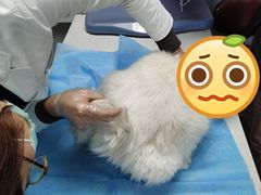 -纳吉亚猫专科动物诊疗中心(蒋宅口分院)