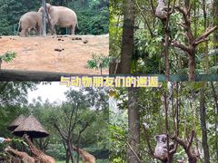 -广州长隆野生动物世界