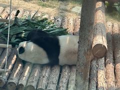 -大连森林动物园