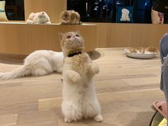 -CAT’S MEWSTAR CAFE·喵星球猫屋(晴湾咖啡店)
