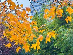 -新虹桥中心花园