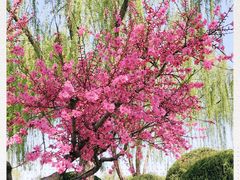 -燕郊植物园