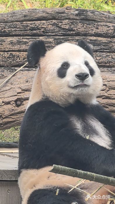 大连森林动物园图片