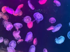 -北海海底世界
