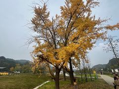 -千年银杏谷文化旅游区