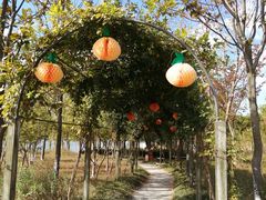 -上海长兴岛郊野公园