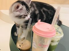 -飞行喵MR PILOT|猫舍·猫咖(静安大融城店)