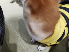 -逗柴咖啡屋·狗咖猫咖宠物桌游