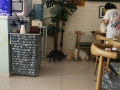 -平行世界·猫咖(首经贸店)