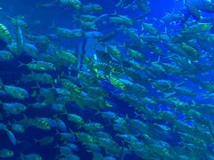 -成都浩海立方海洋公园