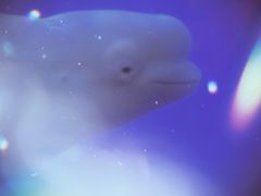 -泉城欧乐堡海洋极地世界