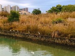 -碧桂园十里银滩