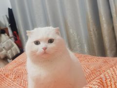 -眼镜粑粑