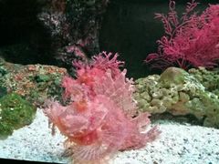 -暹罗海洋世界