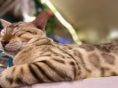 -猫小院猫主题咖啡厅(北锣店)