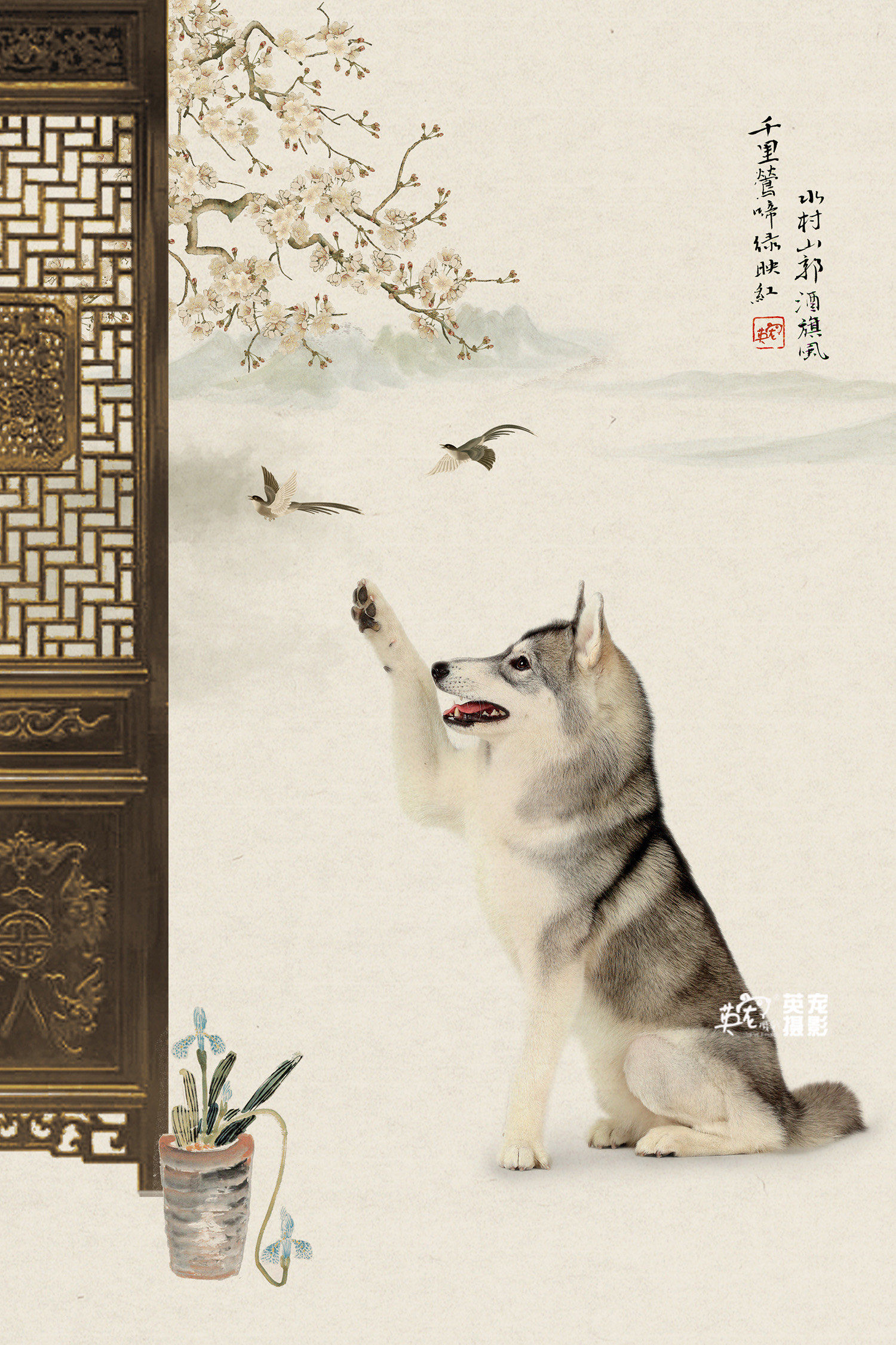 n看看哈士奇文静的样子😋#花鸟画 #宠物摄影 #感受国画的意境掷美