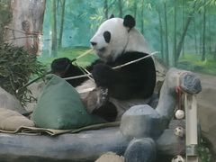 -灵玲国际马戏城