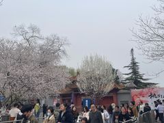 -桃花堤公园