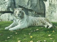 -北京野生动物园