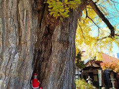 -医王山·飞騨国分寺