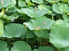 -羊亭河湿地公园