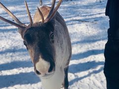 -北极村旅游风景区